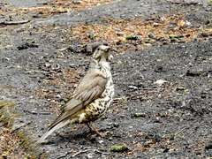 Turdus viscivorus