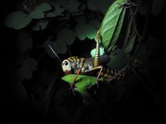 Thrasyderes leprosus