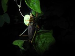 Thrasyderes leprosus