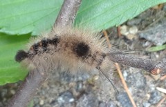 Dasychira obliquata