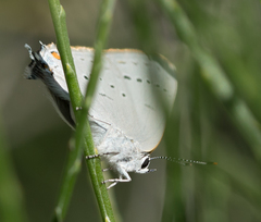 Satyrium sylvinus