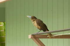 Black Butcherbird photo 3