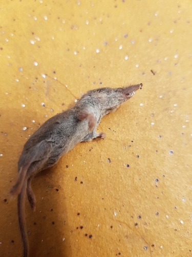 コビトジャコウネズミ
