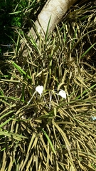 Brassavola nodosa