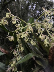 Epidendrum excisum