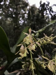 Epidendrum excisum