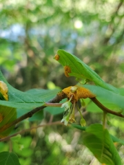 Puccinia coronata