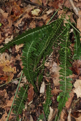 Blechnum australe australe