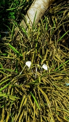 Brassavola nodosa