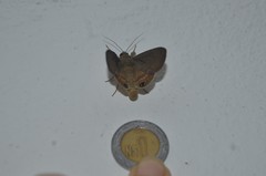 Litoprosopus futilis