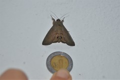 Litoprosopus futilis