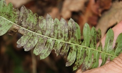 Blechnum australe australe