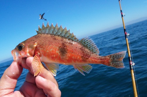 halfbanded rockfish