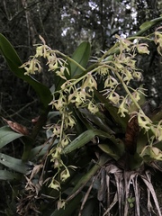 Epidendrum excisum