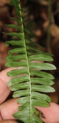 Blechnum australe australe