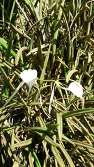 Brassavola nodosa