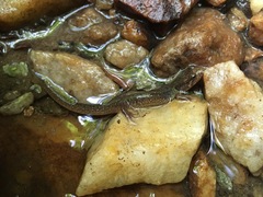 Desmognathus planiceps