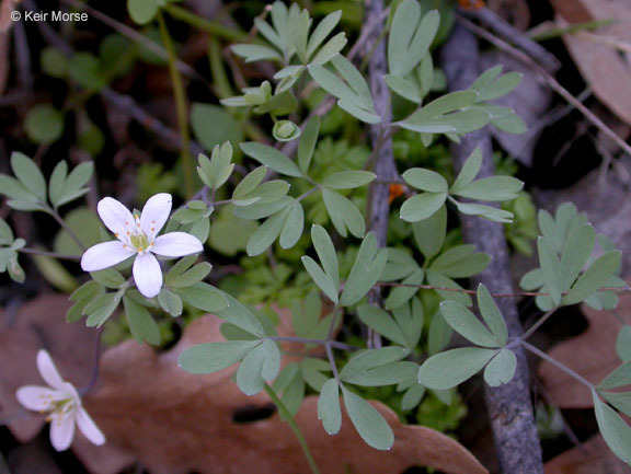 siskiyou rue-anemone
