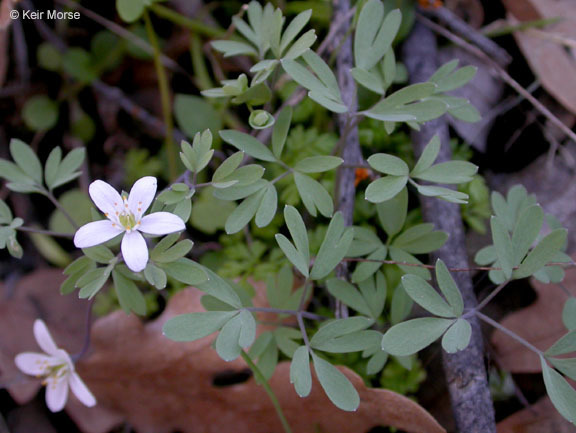 Enemion stipitatum