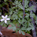 Siskiyou Rue-Anemone - Photo (c) 2008 Keir Morse, some rights reserved (CC BY-NC-SA)