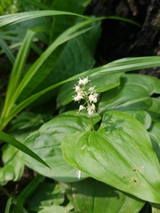 Maianthemum bifolium
