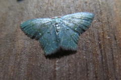 Chloropteryx