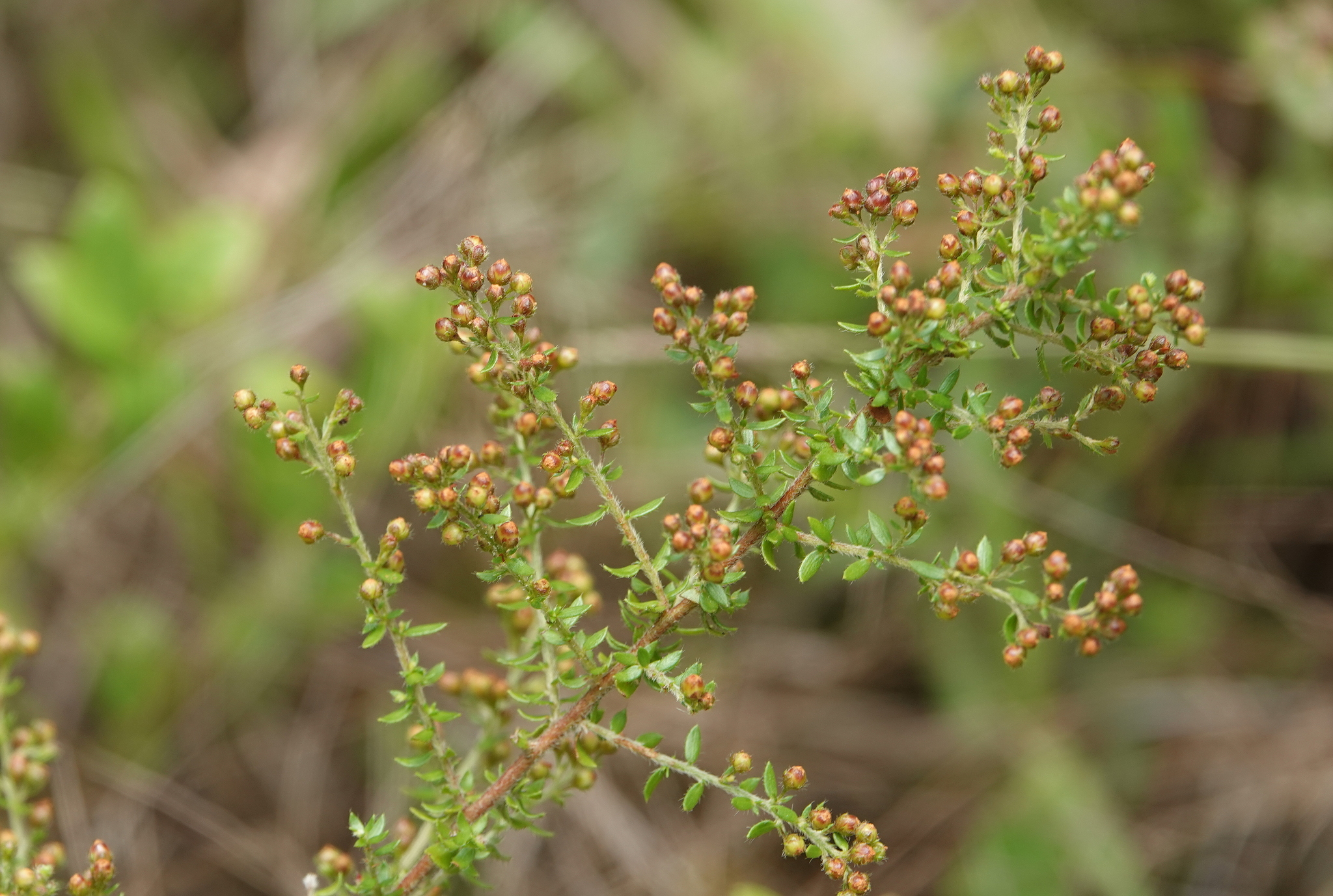 Lechea divaricata