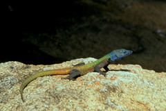Platysaurus intermedius rhodesianus