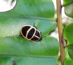 Tiridates rubrocinctus