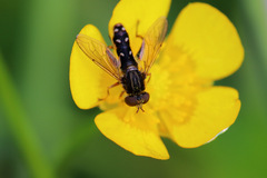Anasimyia contracta