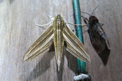 Xylophanes titana