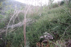 Osteospermum ciliatum