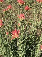 Castilleja miniata oblongifolia