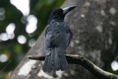 Black Butcherbird photo 4