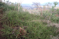 Osteospermum ciliatum