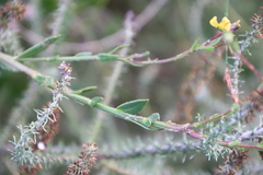 Osteospermum ciliatum