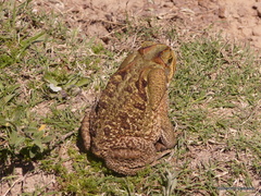 Cope's Toad photo 4