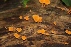 Favolaschia calocera