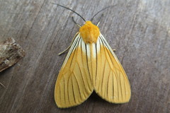 Pseudischnocampa nervosa