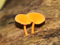 Favolaschia calocera