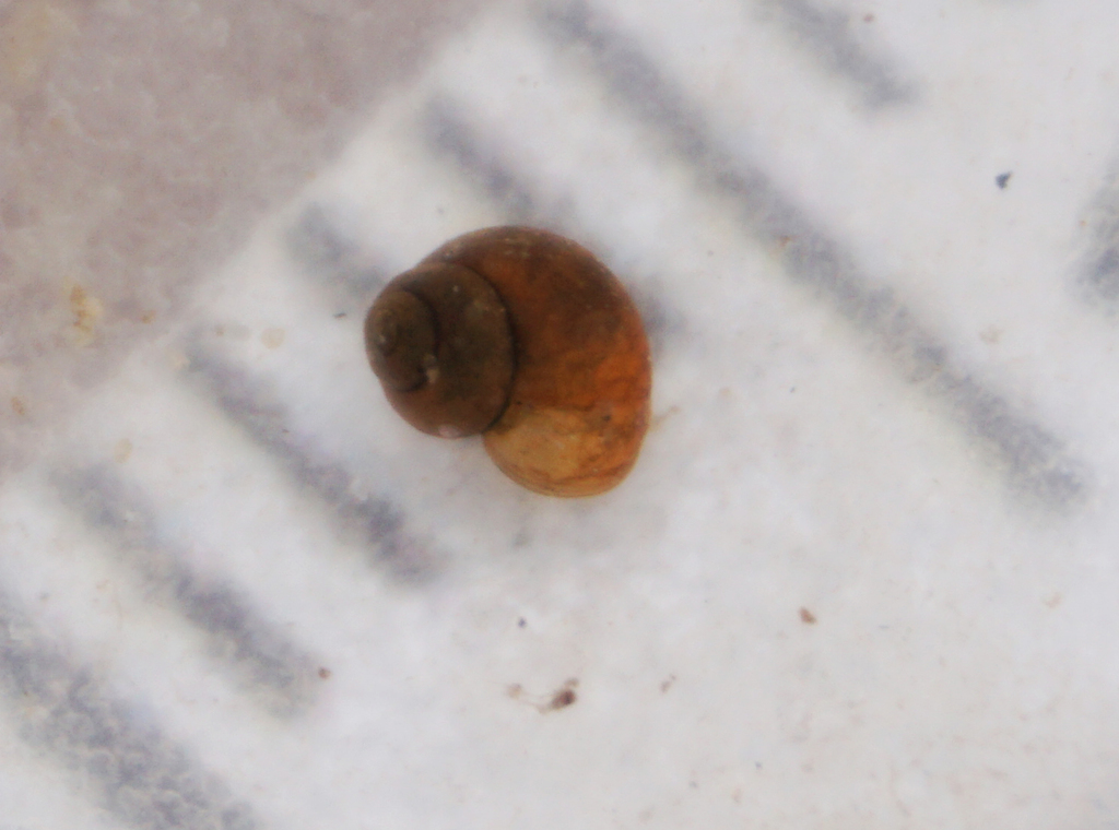 Grand Wash Springsnail