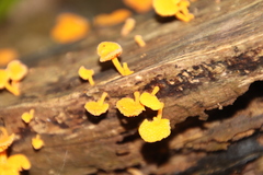 Favolaschia calocera