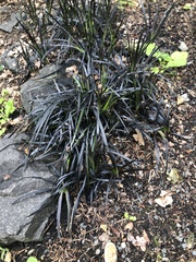 Ophiopogon planiscapus