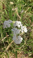 Achillea millefolium