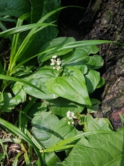 Maianthemum bifolium