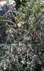 Symphoricarpos longiflorus