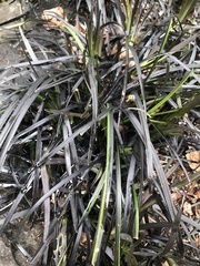 Ophiopogon planiscapus