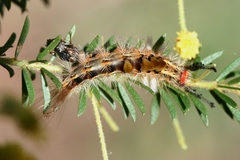 Orgyia australis