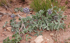 Pediomelum castoreum