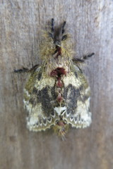 Euglyphis submarginalis